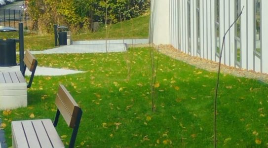 Sadzenie drzew i krzewów miododajnych, sposobem na ochronę bioróżnorodności w województwie podkarpackim.